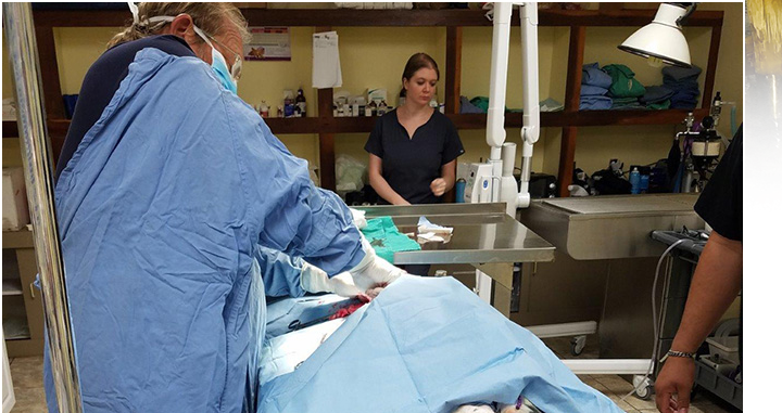 Dr. Shane Henry performing veterinary surgery at River Region Animal Hospital